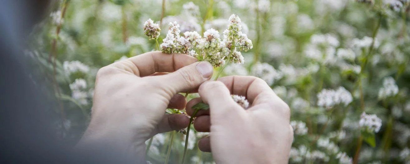 Mani che tengono delicatamente fiori in un campo di verde e fiori delicati