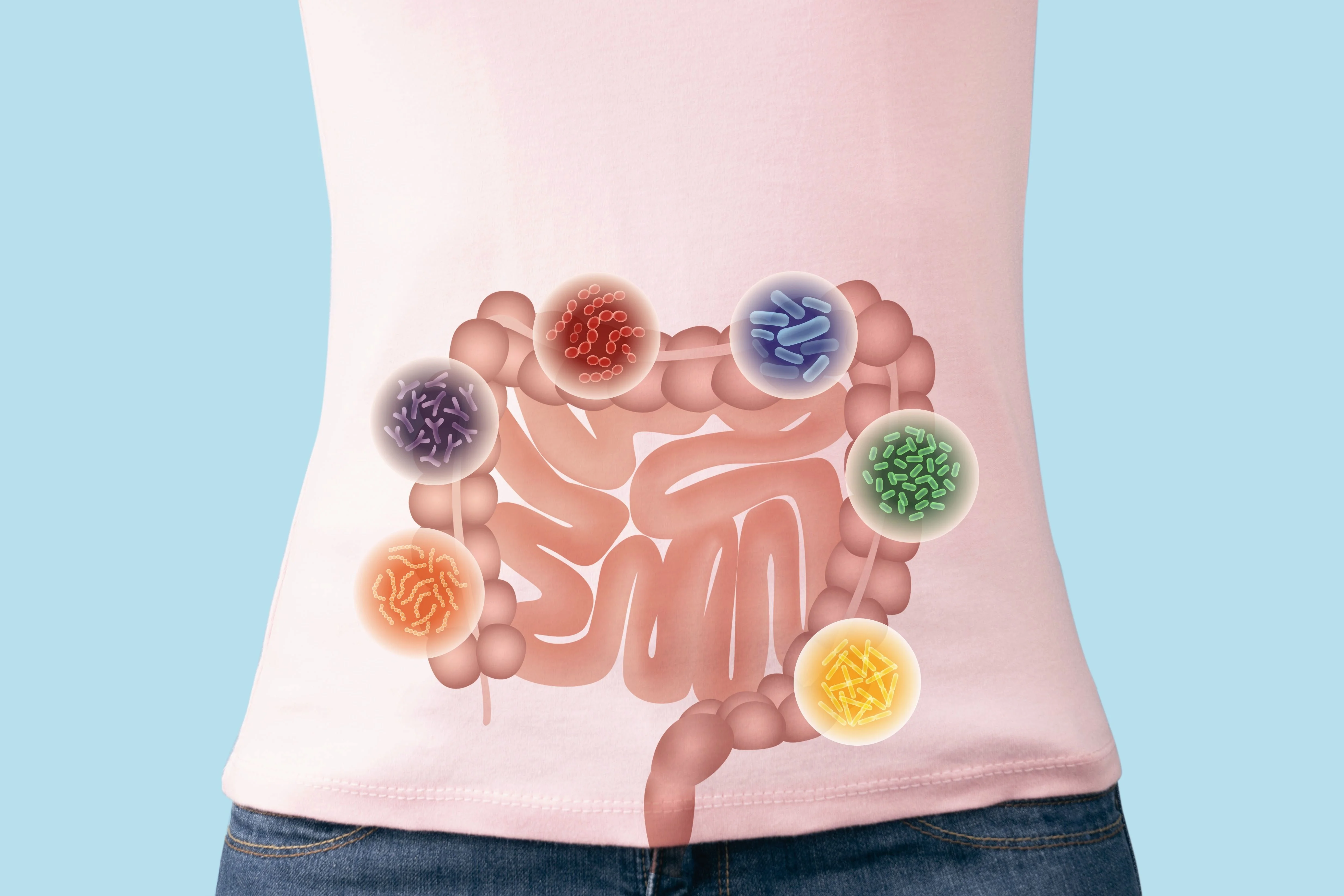 Ilustración del sistema digestivo con bacterias coloridas alrededor del intestino