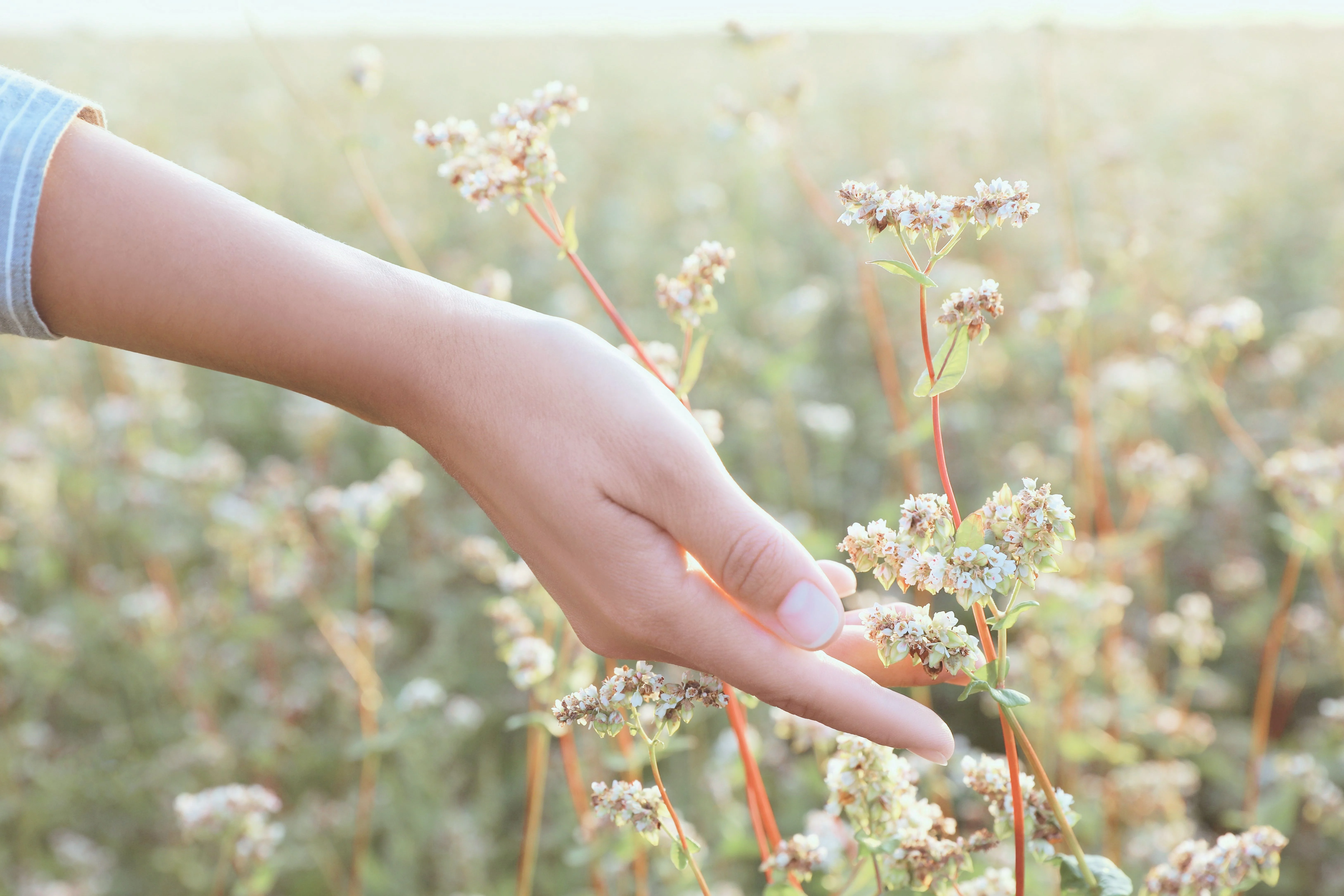 Una mano toca suavemente flores blancas delicadas en un campo verde exuberante, capturando un momento sereno en la naturaleza