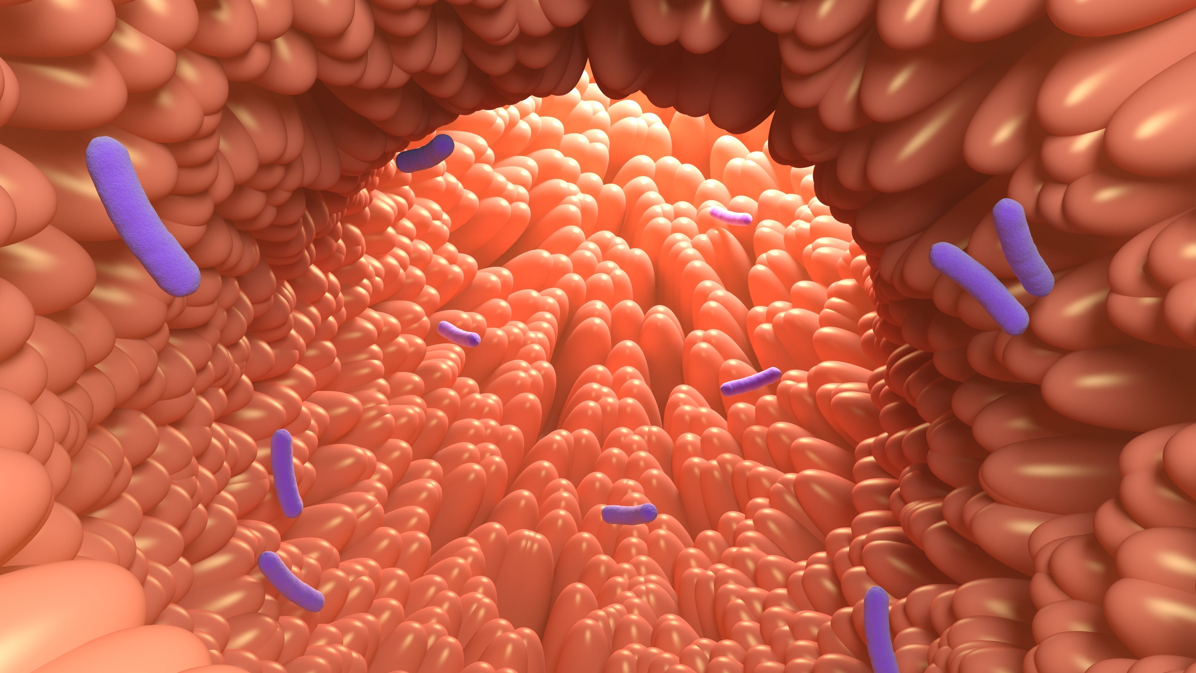 A textured, orange-pink intestinal landscape filled with scattered purple bacteria, evoking a microscopic view of digestion