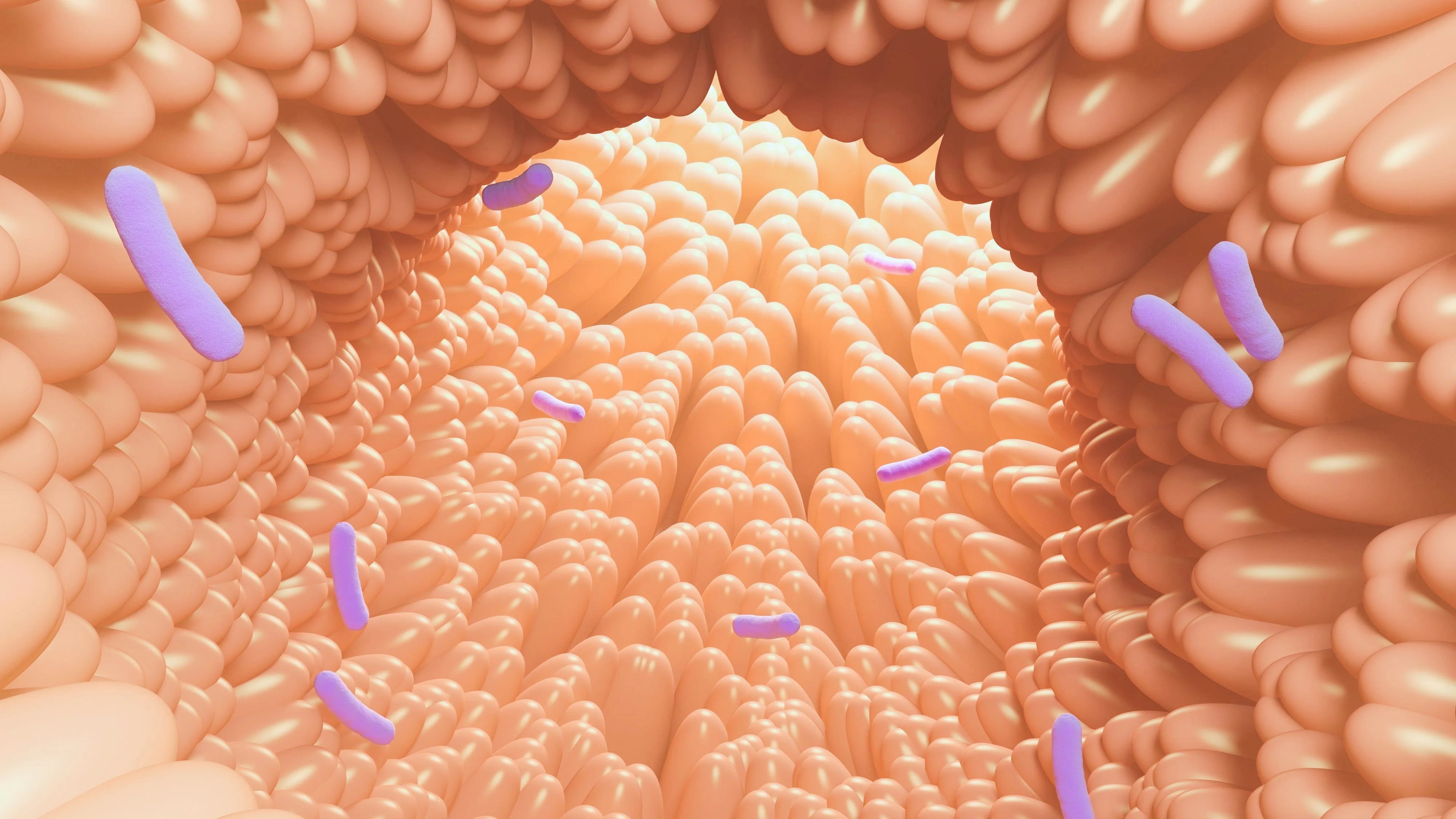 Villosités intestinales contenant des bactéries