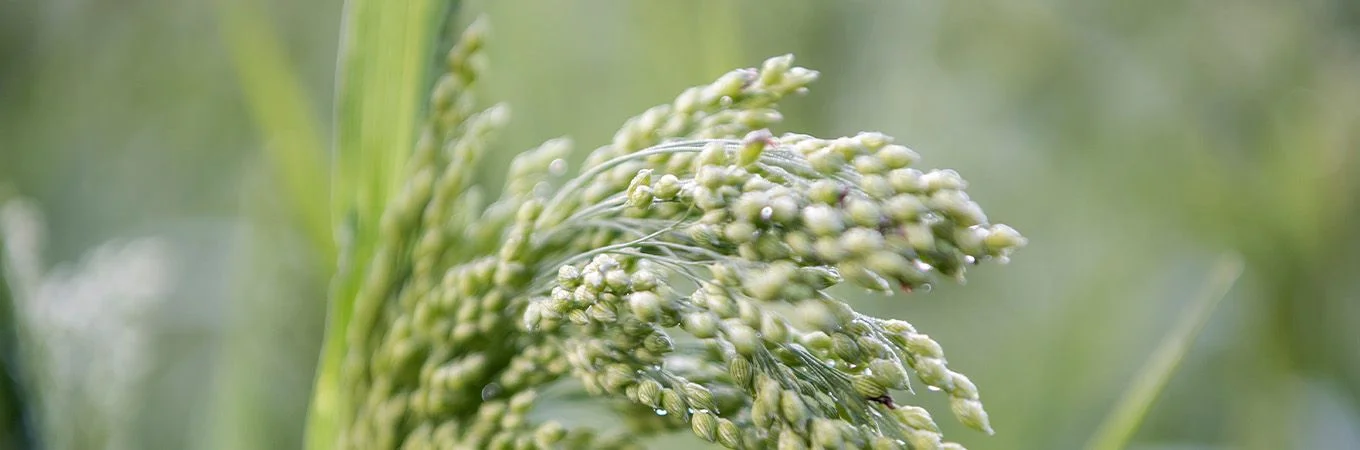 Close-up of grain spikes with dew drops, set against a blurred green background of tall plants