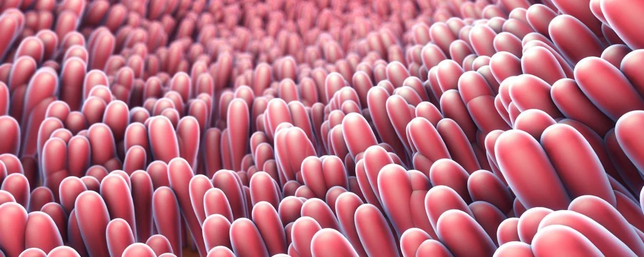 Abstract texture of red, fleshy-looking projections resembling intestinal villi