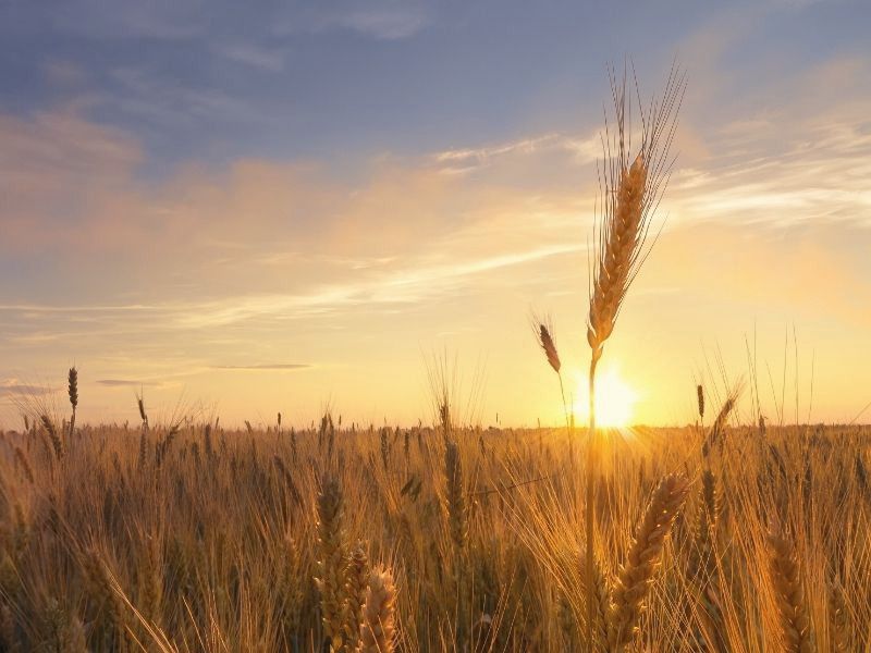 Campo de trigo al atardecer