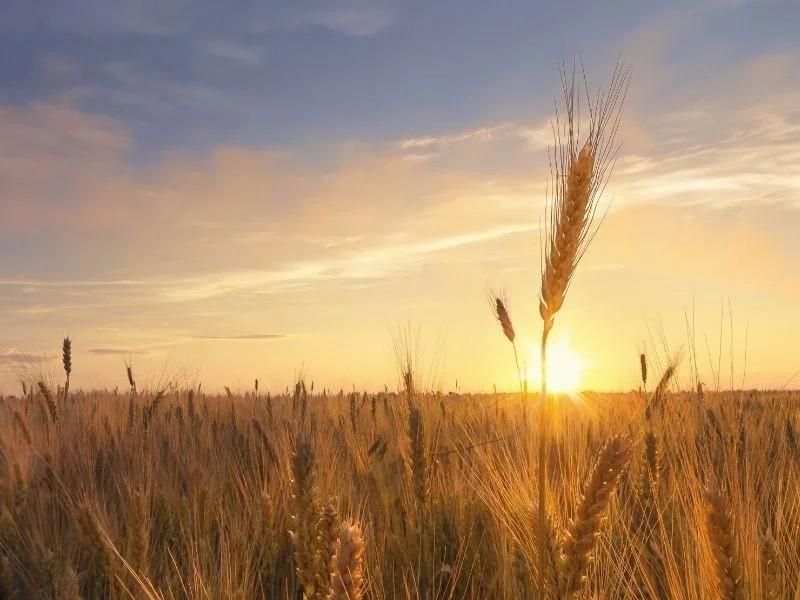 Campo de trigo al atardecer