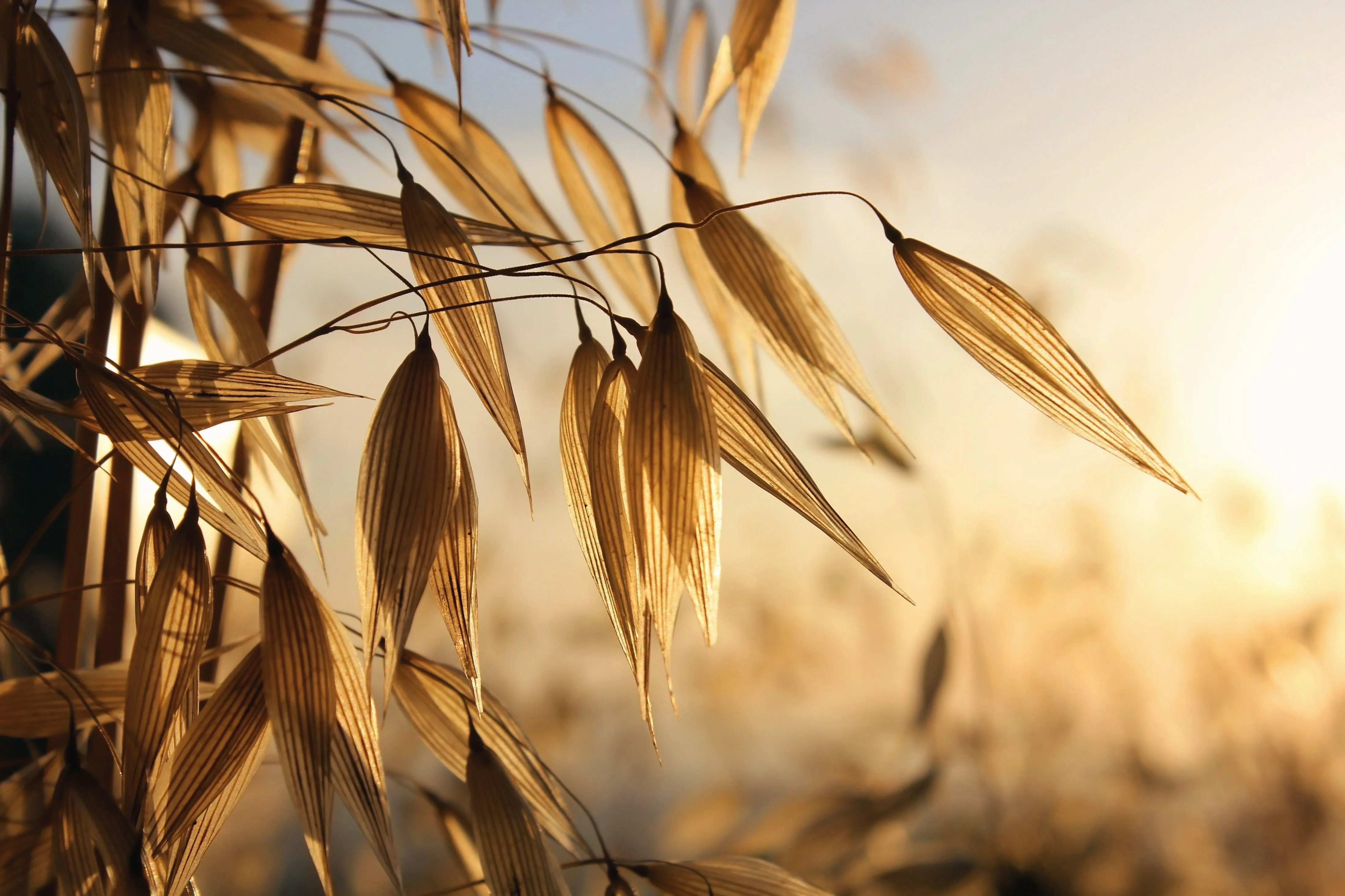 Golden grass blades swaying gently in soft sunlight, with a blurred background of more grass