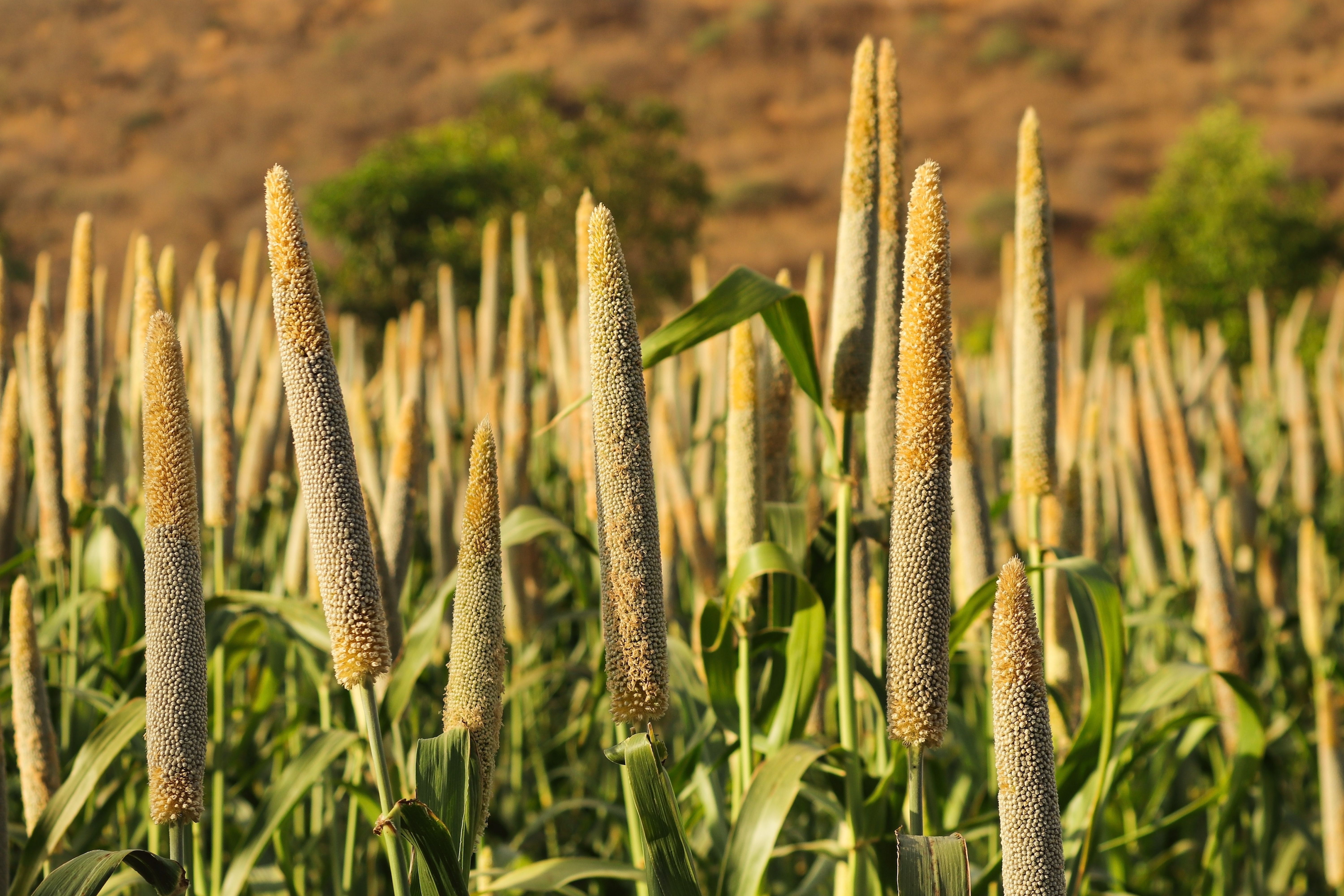 Tall, slender stalks of grain stand prominently in a lush green field, set against a gently sloping, brown hillside