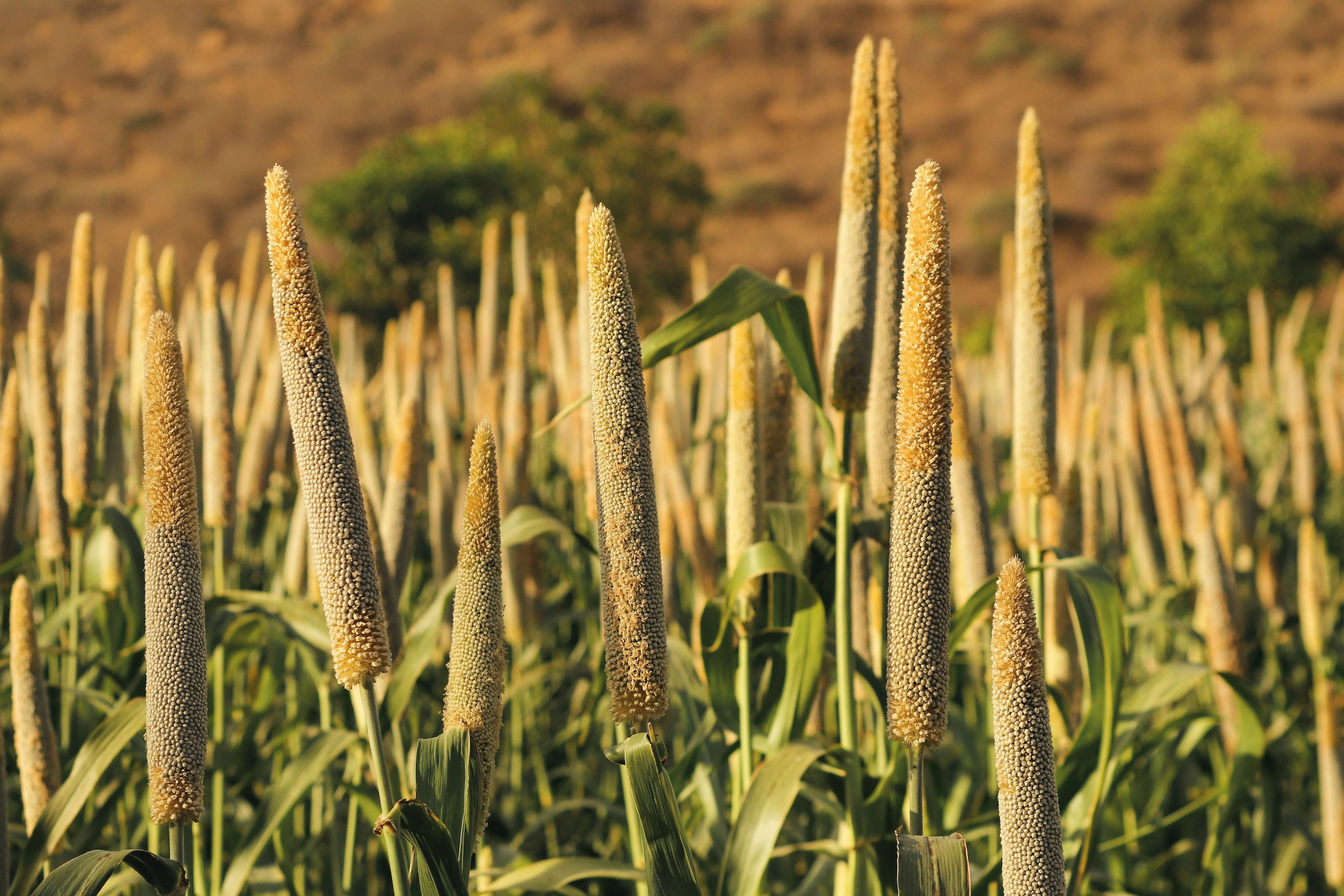 Altas cañas de mijo con espigas amarillas crecen en un campo soleado frente a una loma marrón