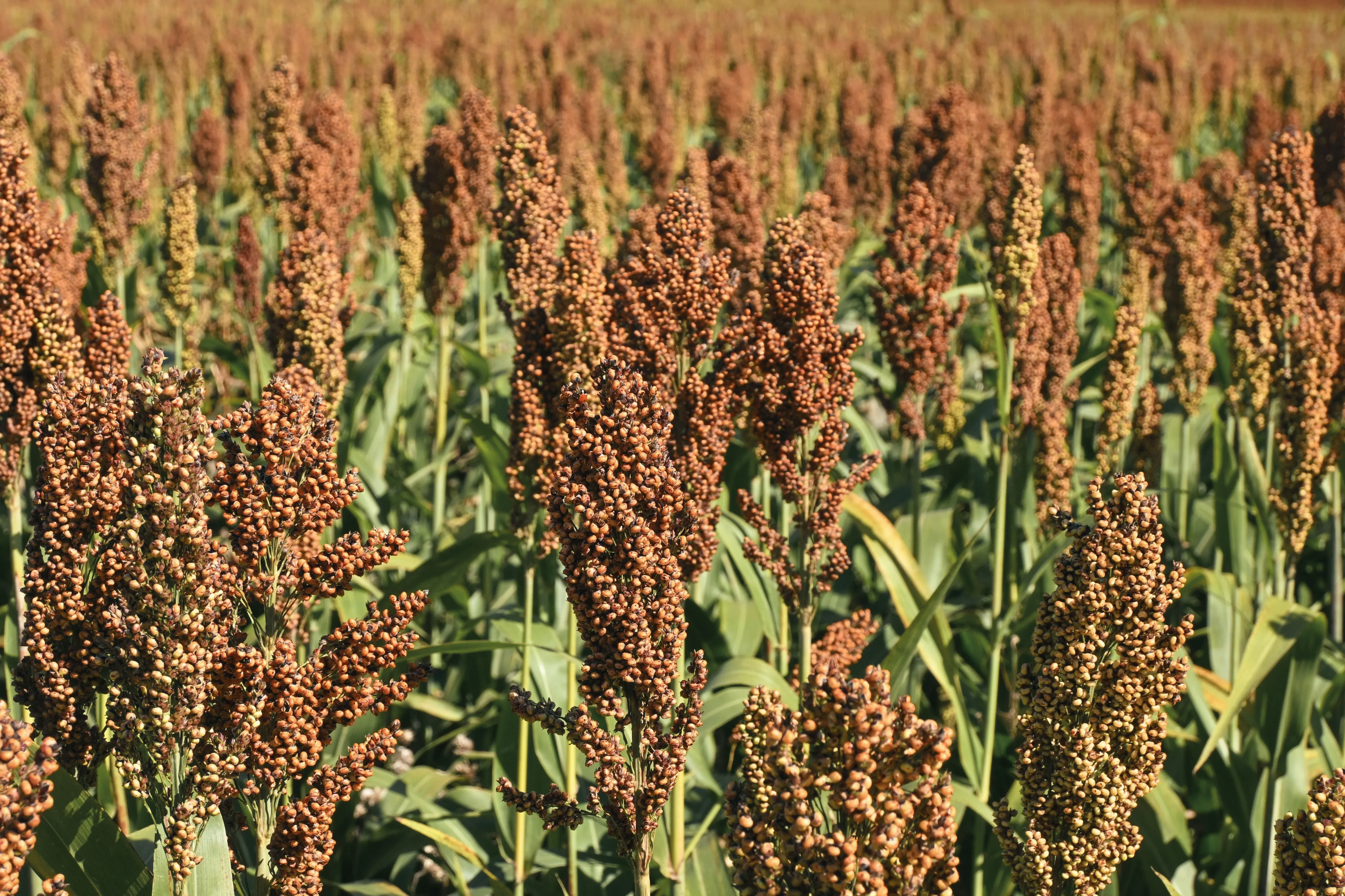 Campo de plantas de sorgo maduras con espigas marrones altas frente a un fondo de hojas verdes