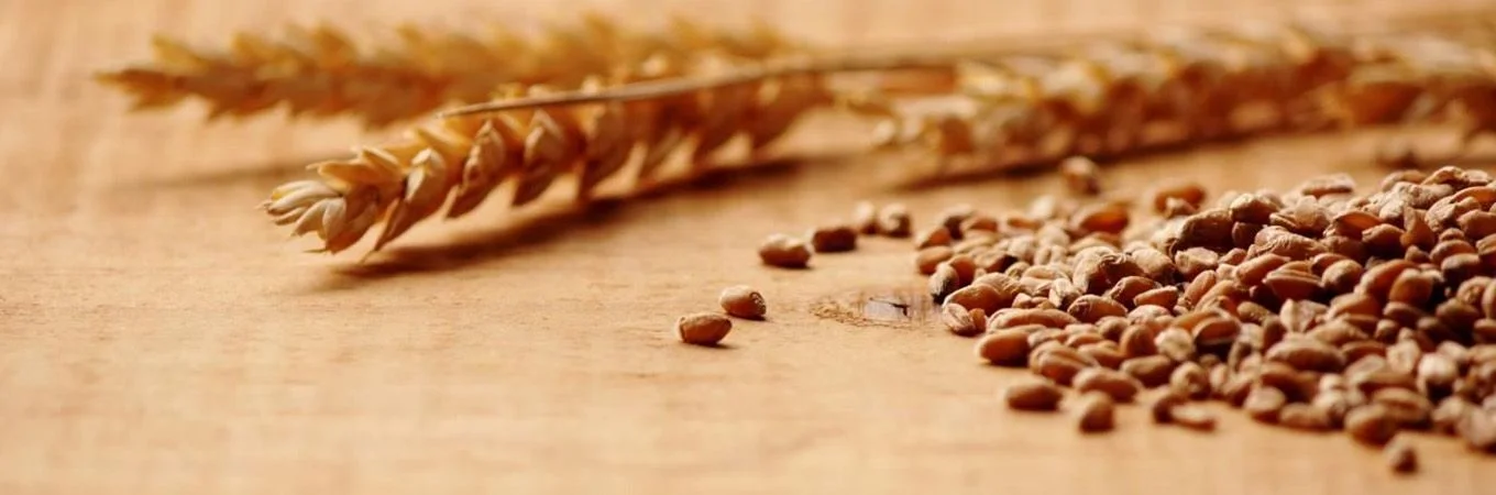 Brown seeds scattered on a wooden surface with a stalk of wheat in the background, highlighting natural textures