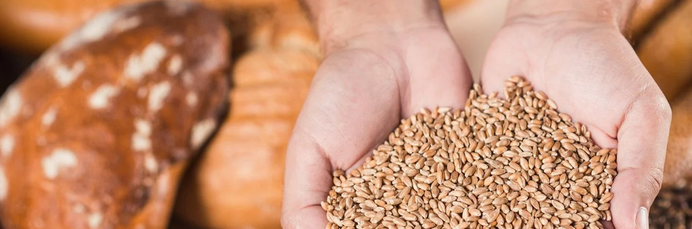 Hands holding a mound of wheat grains, with loaves of bread blurred in the background