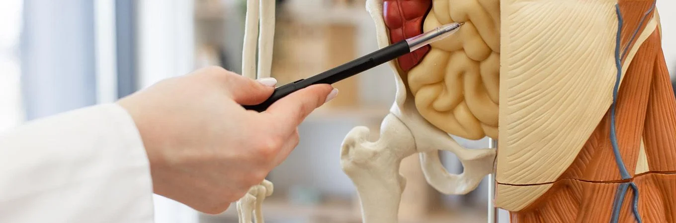 Eine Hand zeigt auf ein detailliertes anatomisches Modell mit menschlichen Gehirn- und Muskelstrukturen