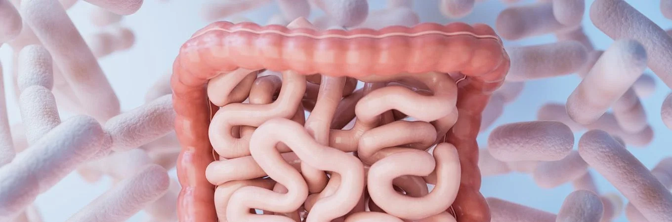 Intestinos delgado y grueso