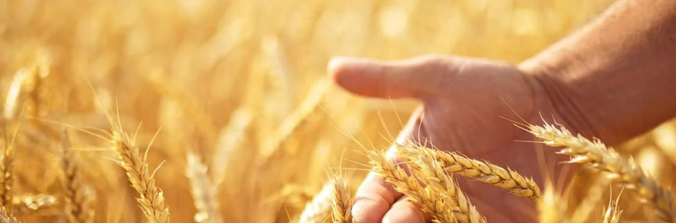 A hand gently touches golden wheat in a sunlit field, symbolizing harvest and agriculture