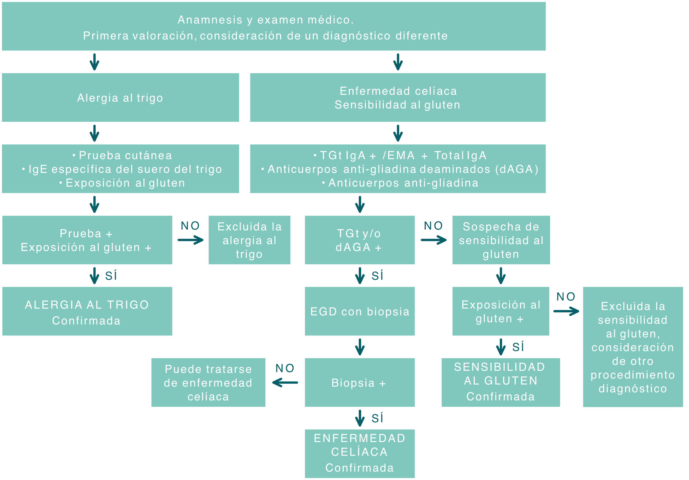 Diagnoseweg Zölliakie