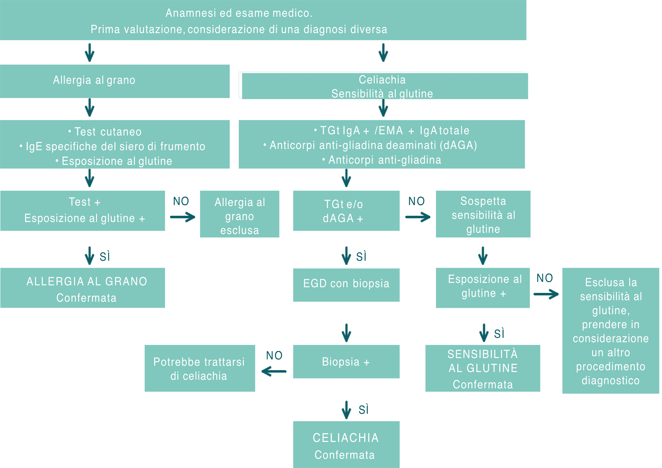 Diagnoseweg Zölliakie